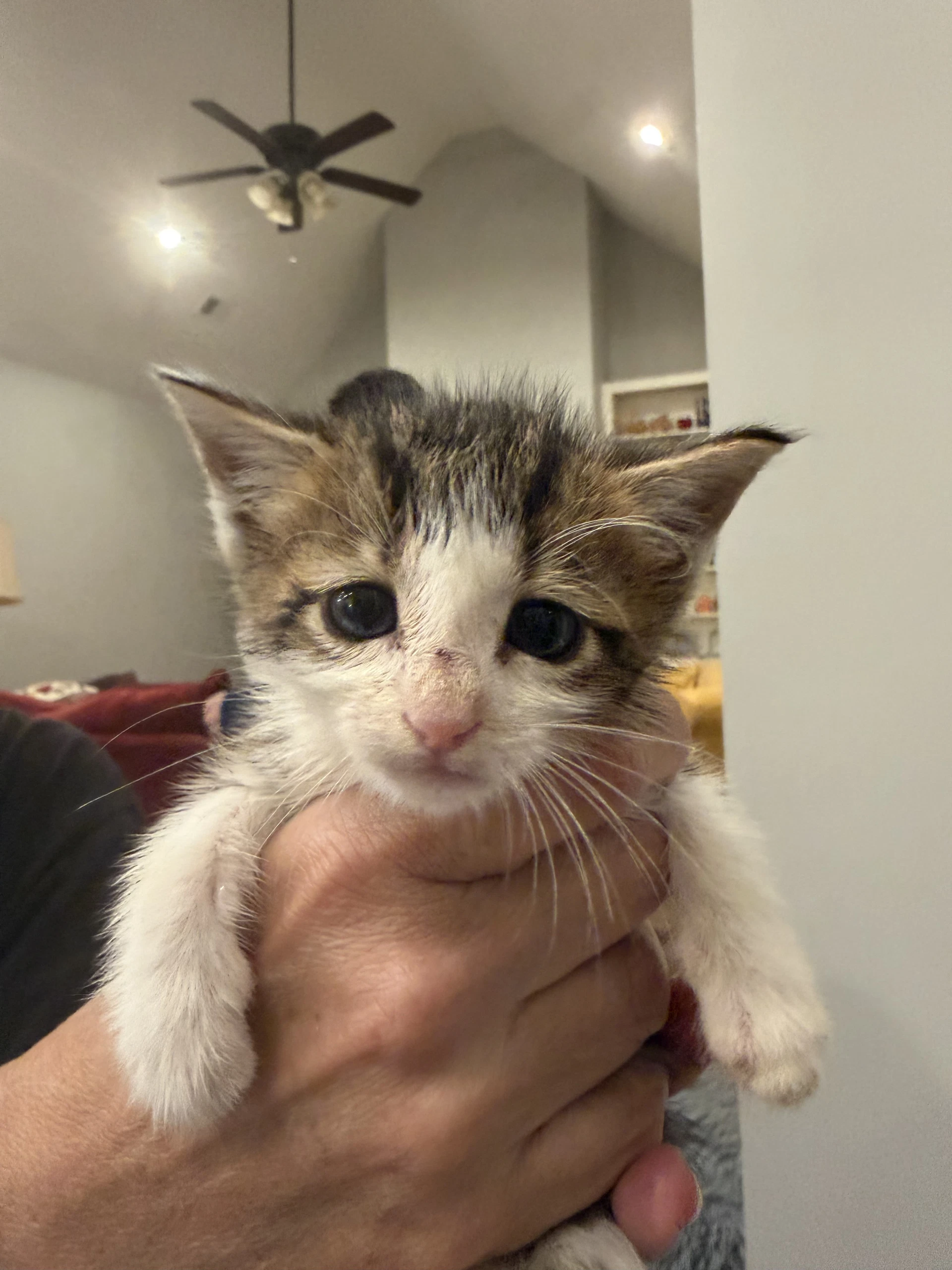 Clove Available For Pre-Adoption
