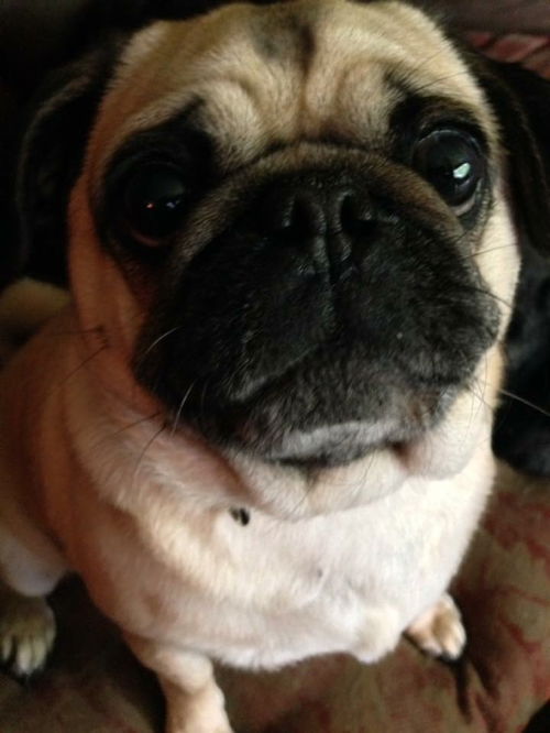 Sadie the love bug-pug (adoption pending)