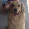 Ruger*adoption pending