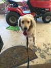 Ruger*adoption pending