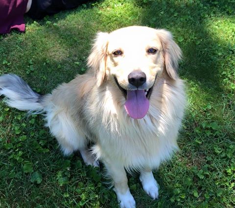 Ruger*adoption pending