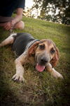 Grey* Fun Loving Hound*