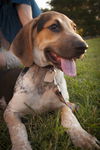 Grey* Fun Loving Hound*