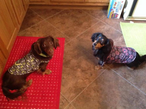 Doxie Duo!! Caleb and Abbie