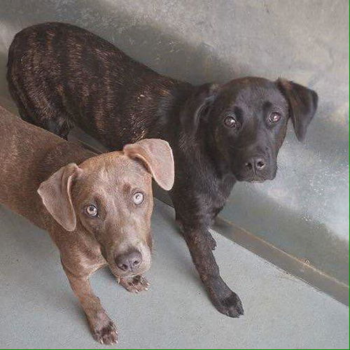 Ivy & Scooby *Adoption pending*