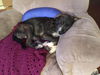 Roxie Hart *adoption pending*