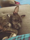 Roxie Hart *adoption pending*