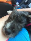 Roxie Hart *adoption pending*