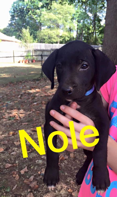 ACC Football Pups: Nole