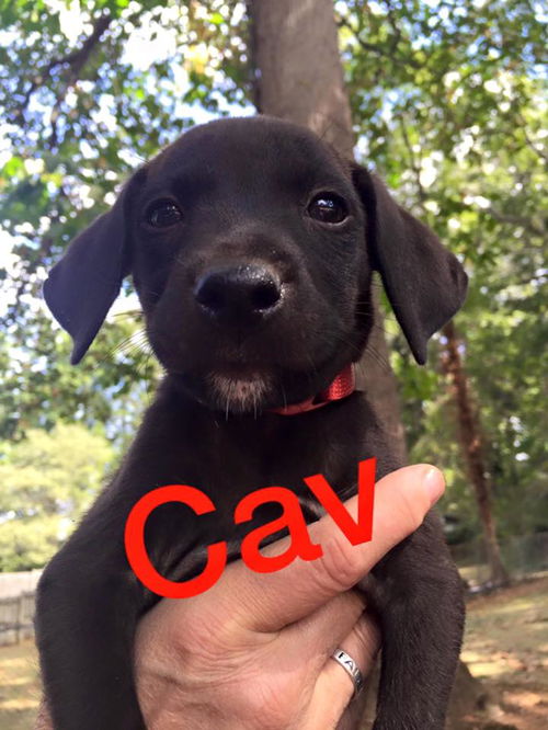 ACC Football Pups: Cav