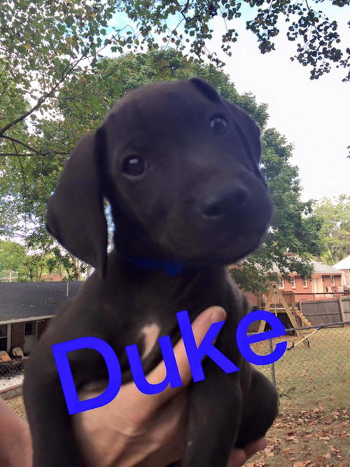 ACC Football Pups: Duke *adoption pending