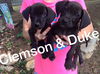 ACC Football Pups: Duke *adoption pending