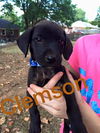 ACC Football Pups: Clemson (adoption pending)