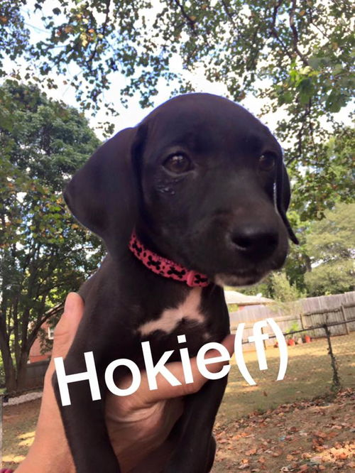 ACC Football Pups: Hokie *adoption pending*