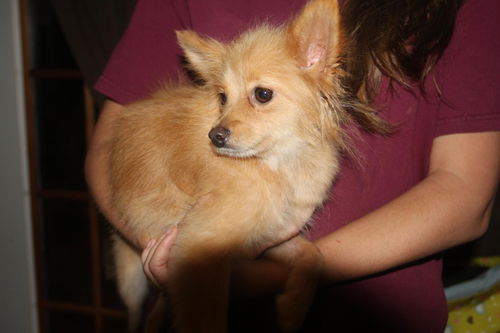 Bambi *adoption pending*