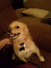 Bambi *adoption pending*