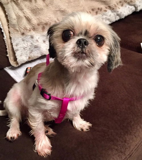 Ruby (adoption pending)