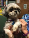Ruby (adoption pending)