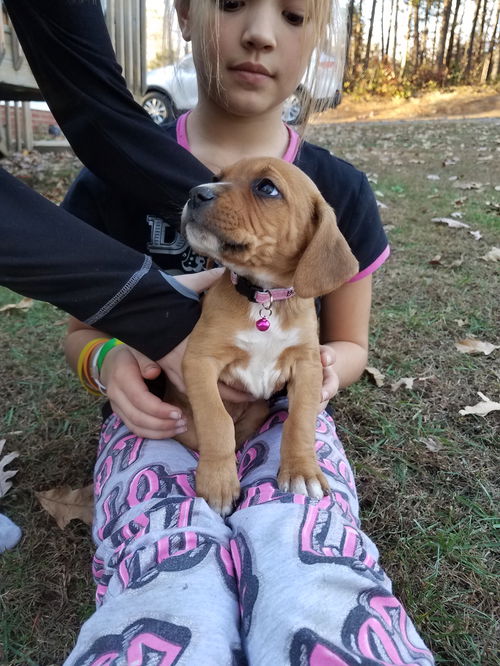 Beagle Barbie