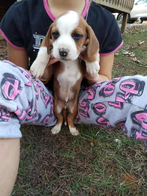 Beagle Speckles (adoption pending)