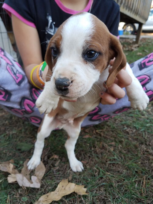 Beagle: Frankie