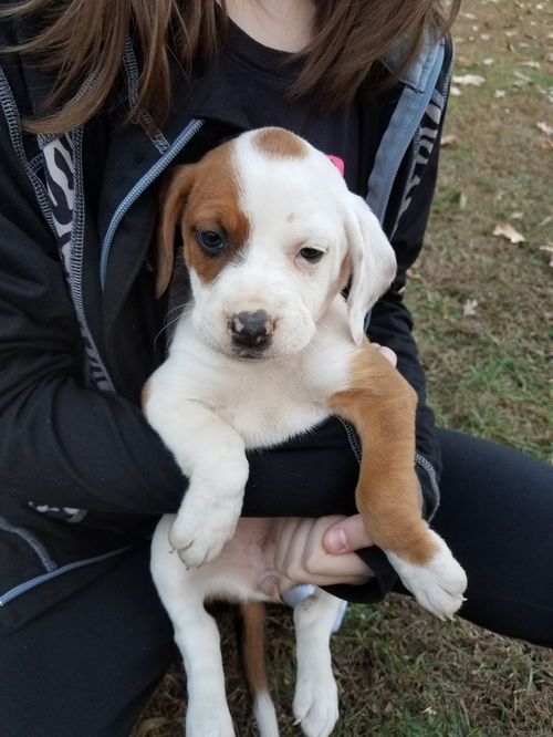 Beagle Darla (adoption pending)