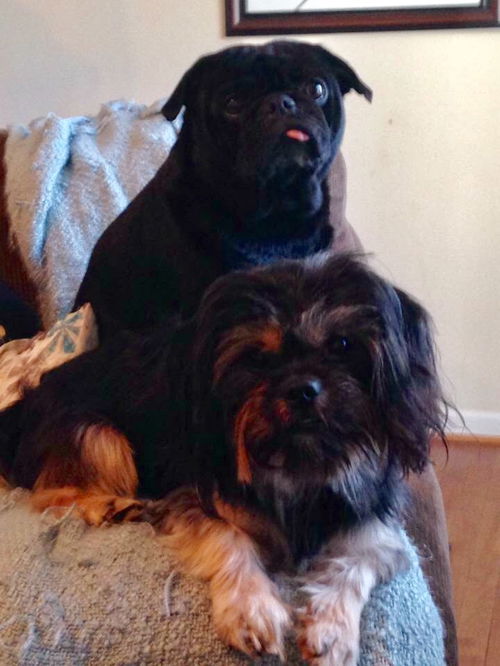 Rusty and Onyx