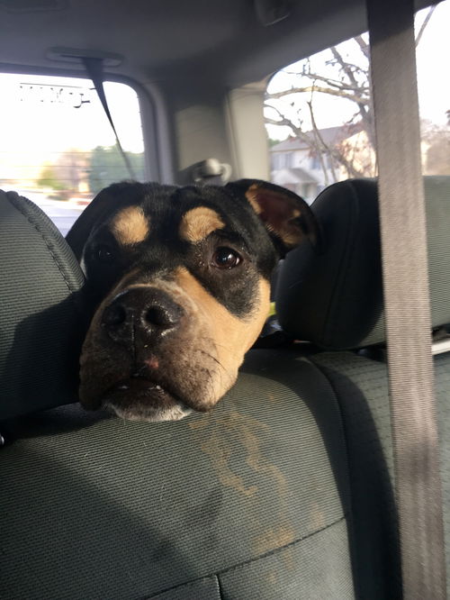 Barron*adoption pending