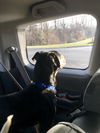 Barron*adoption pending