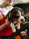 Fred**beagle puppy**