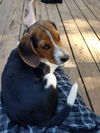 Fred**beagle puppy**