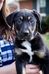 Hawaiian Pups: Moana*adoption pending