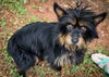 Jasmine*adopting pending