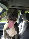 Gator*BIG love* adoption pending