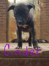 Earth Pup: Cinder*the LAST of HER litter