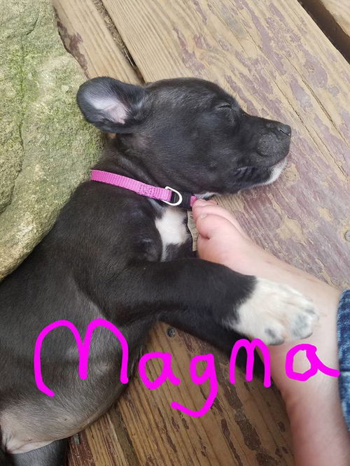 Earth Pups: Magma*adoption pending*