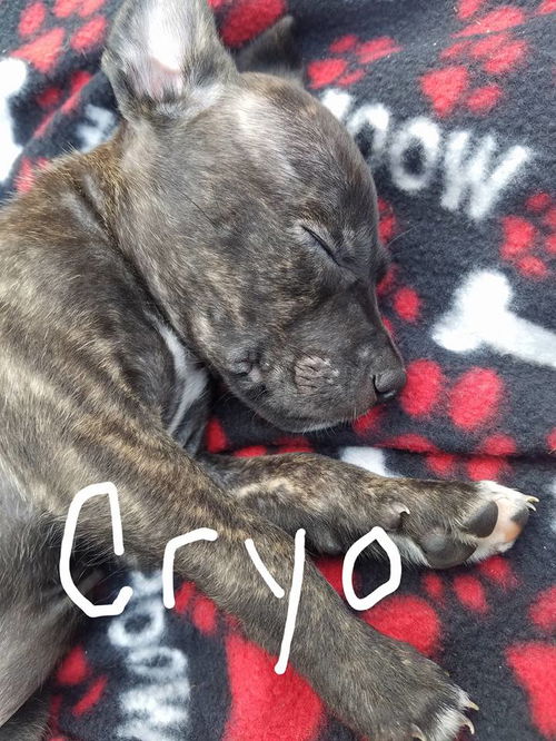 Earth Pups: Cyro*adoption pending*