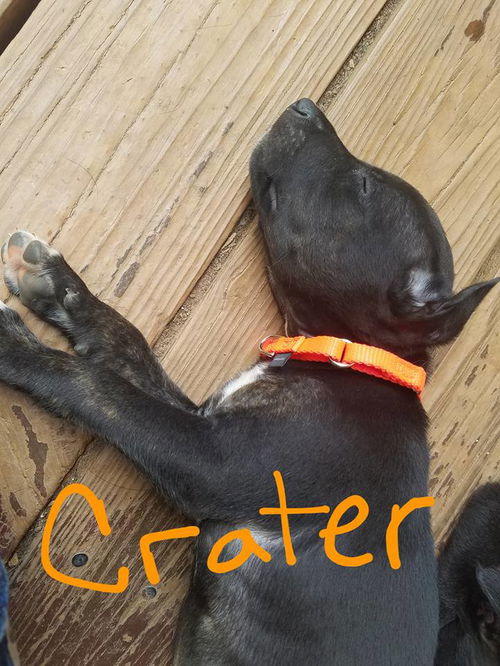 Earth Pups: Crater*adoption pending*