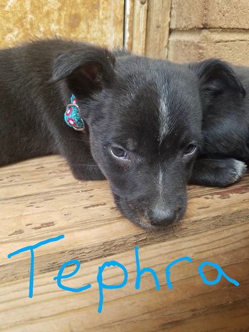 Earth Pups: Tephra*adoption pending*