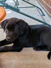 Raven (Adoption Pending)