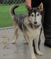 Balto*adoption pending
