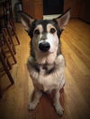 Balto*adoption pending