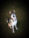 Balto*adoption pending
