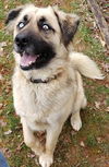 Zeke*Energetic and ready to play