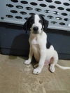 Friendly Pups: Boo*adoption pending