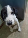 Friendly Pups: Boo*adoption pending