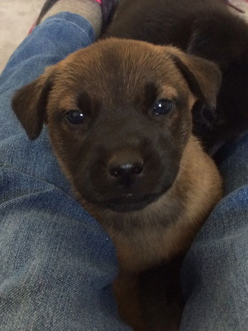 Barley (adoption pending)