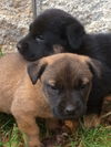 Barley (adoption pending)