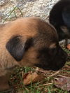 Barley (adoption pending)
