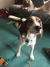 Miles*little beagle boy* Pending